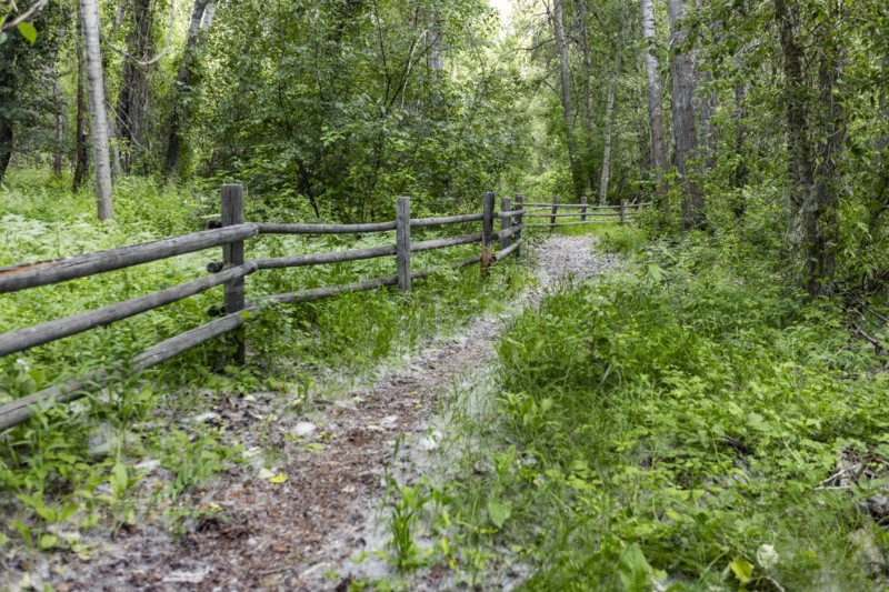 Empty footpath next to rail fence with grass