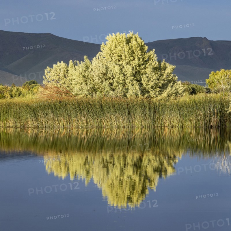 Landscape view with tree reflecting in water surface