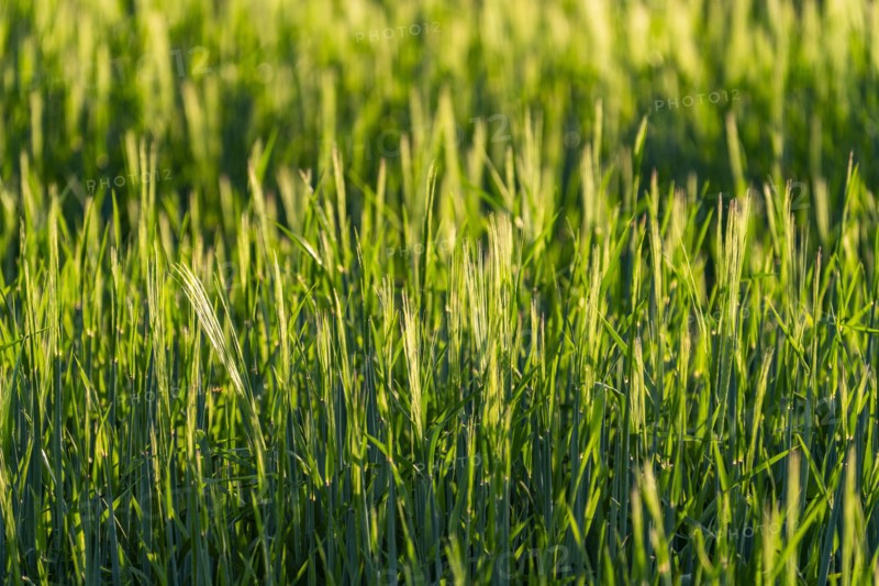 Full frame of grain crops before harvesting