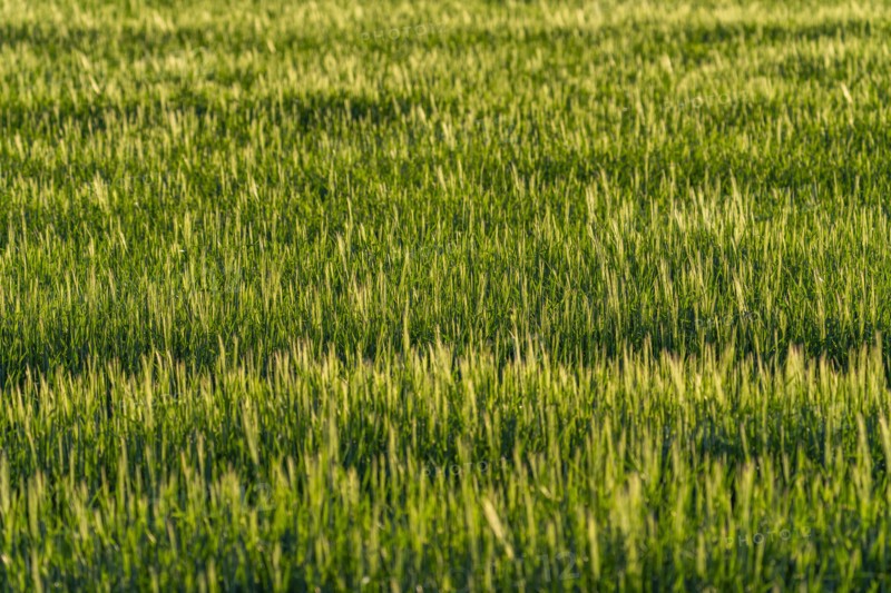 Full frame of grain crops before harvesting