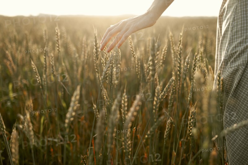 Close-up of woman touching cereal plants in field at sunset