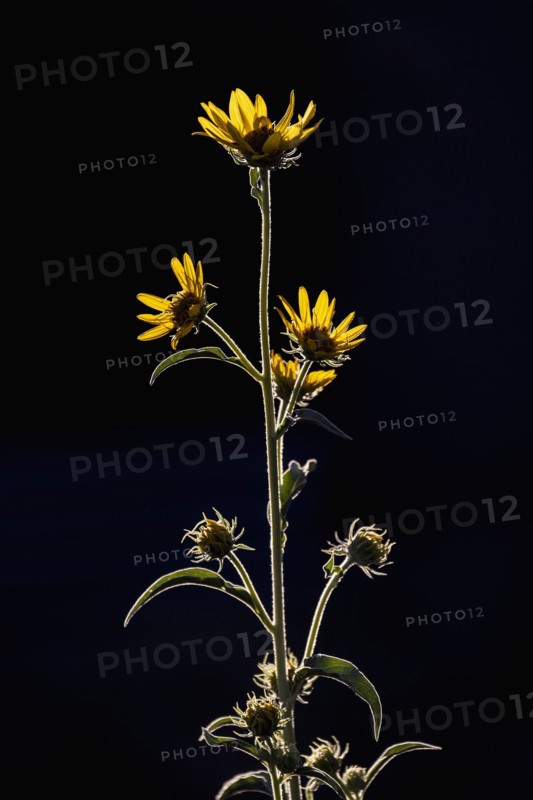 Yellow wildflowers in sunlight