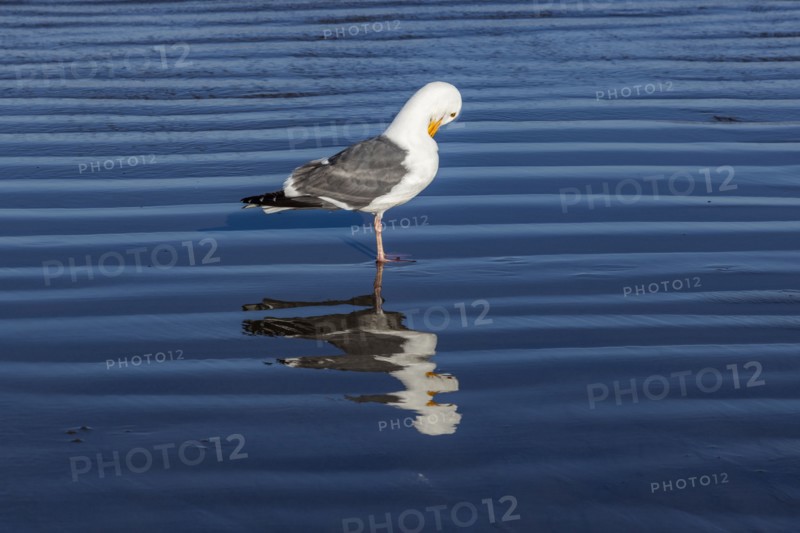 Seagull preening in shallow water at Cannon Beach