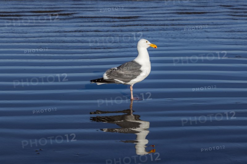 Seagull standing in shallow water at Cannon Beach