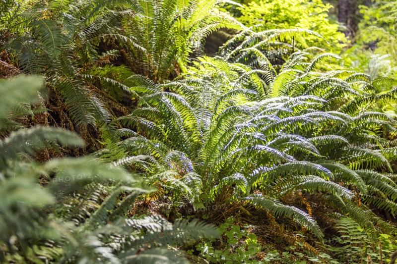 Green fern leaves in forest