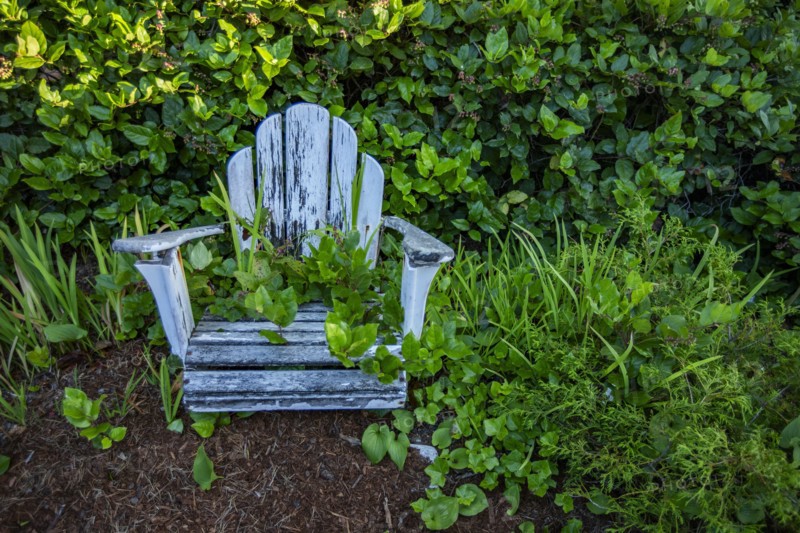 Weathered and overgrown adirondack chair