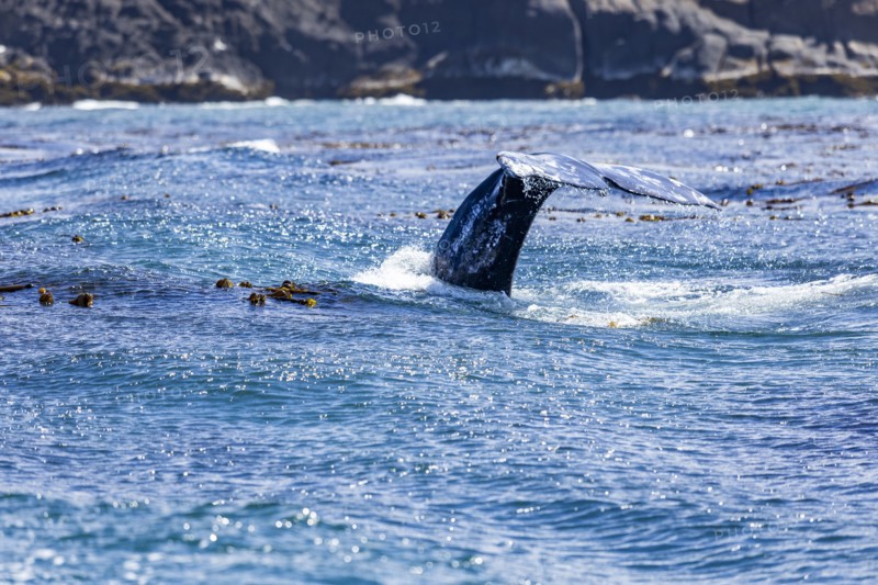 California gray whale dives for the bottom showing the flukes of its tail