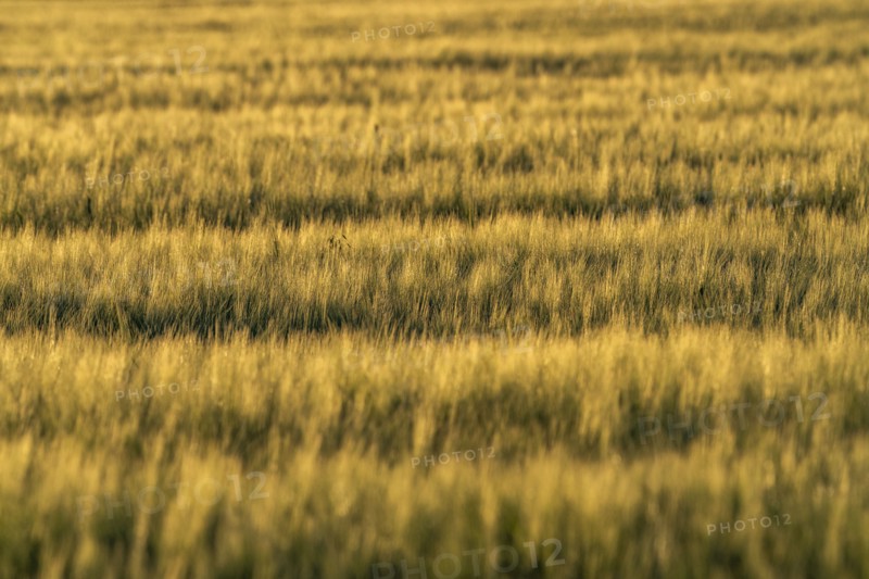 View of green field of growing cereal