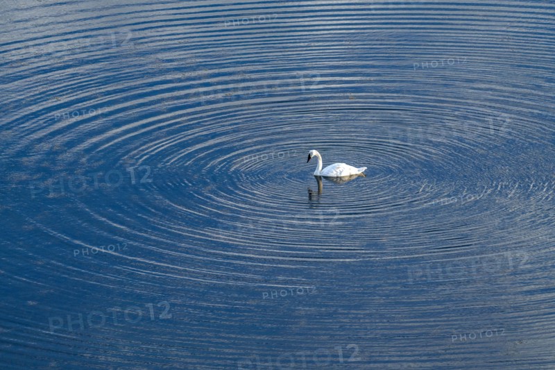 Trumpeter Swan