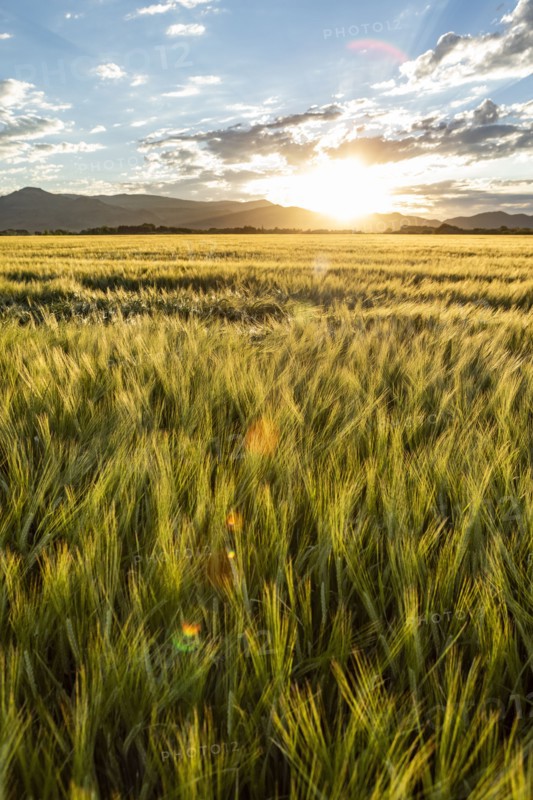 Sun rising over grain fields