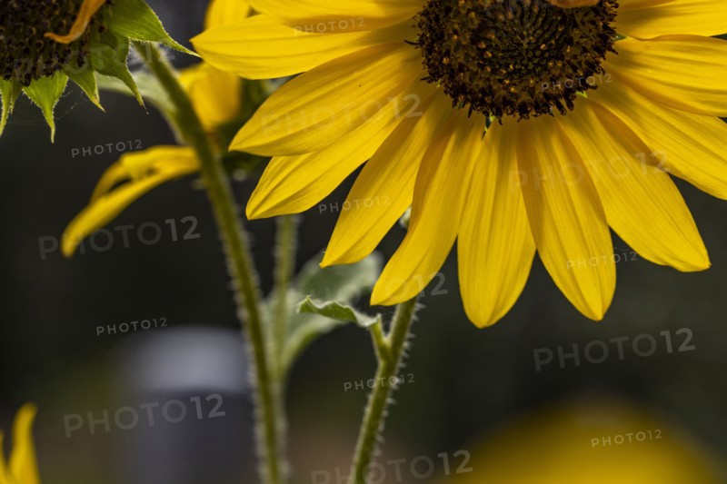 Close up of blooming sunflower on summer day