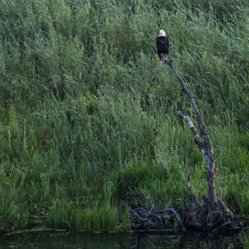 Bald eagle perching in dead tree above creek