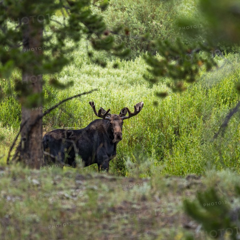 Bull moose grazing in wetlands