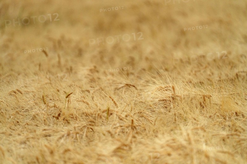 Close-up of grain crops awaiting harvest