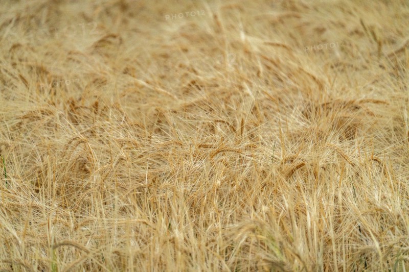 Close-up of grain crops awaiting harvest