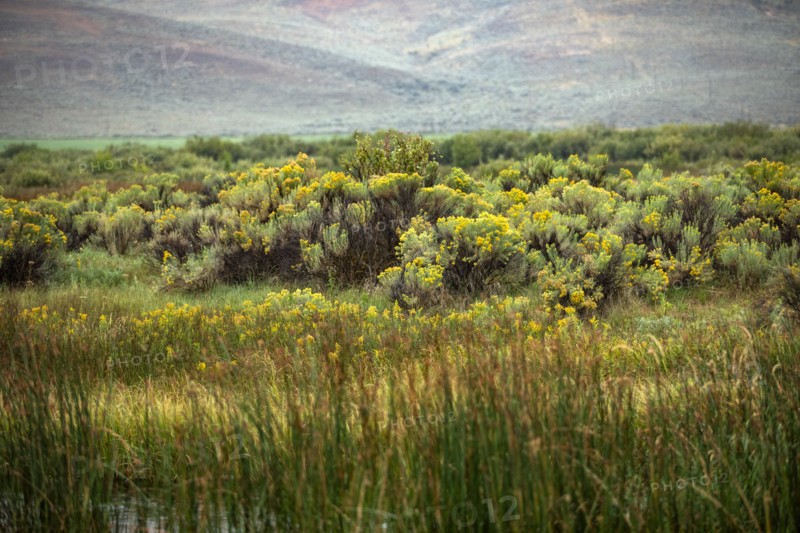 Cattails and blooming sage in summer