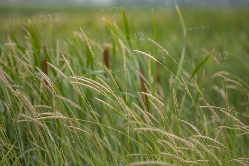 Close-up of cattails growing in marsh