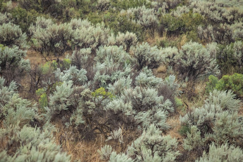 Wild sage growing on hillside
