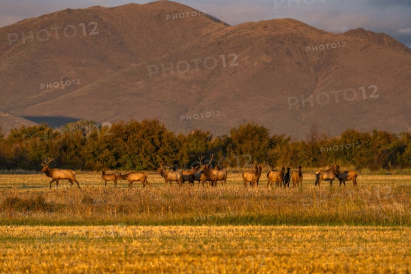 USA Idaho