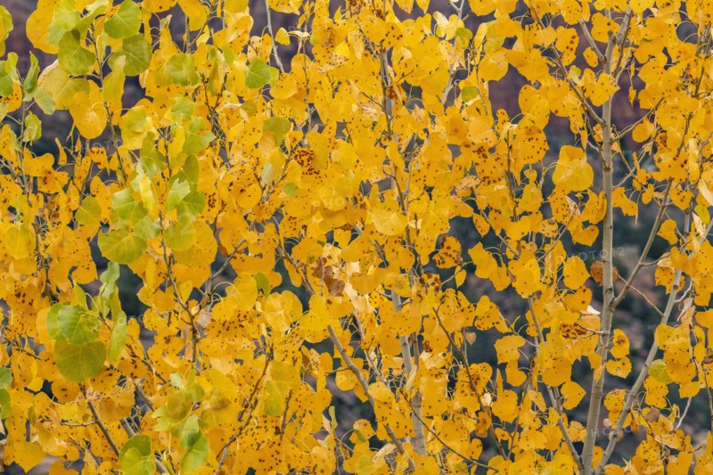 Tree branches with yellow fall leaves , , Utah, USA