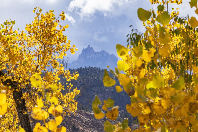 Tree branches with yellow fall leaves with mountain in distance, , Utah, USA