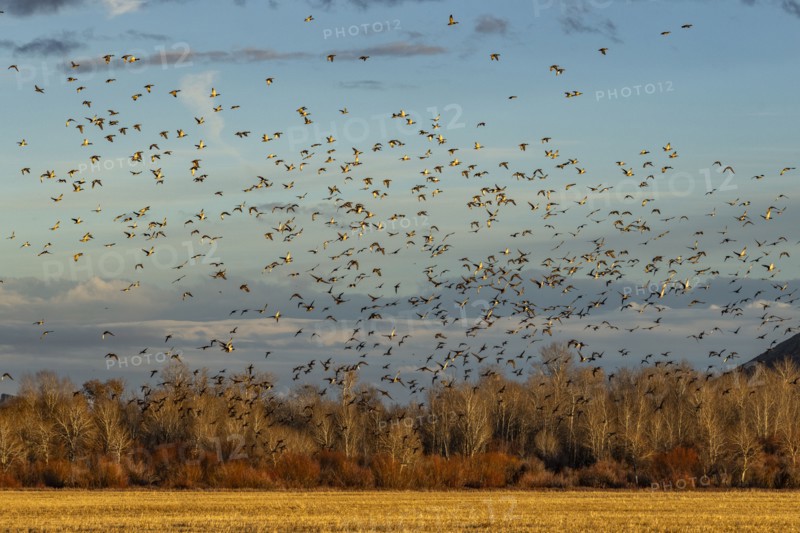 Flock of migrating mallard ducks flying over fields and trees at sunset, Bellevue, Idaho, USA