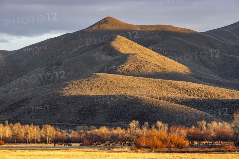 Herd of elks grazing in field at foothills at sunset, Bellevue, Idaho, USA