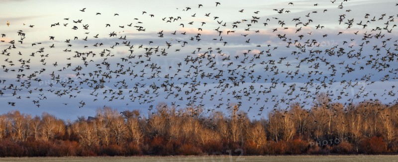 Flock of migrating mallard ducks flying over fields and trees at sunset, Bellevue, Idaho, USA