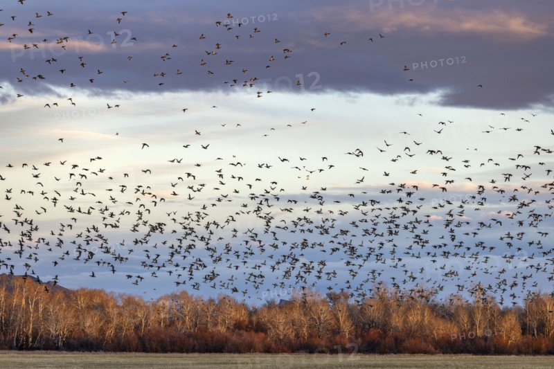Flock of migrating mallard ducks flying over fields and trees at sunset, Bellevue, Idaho, USA