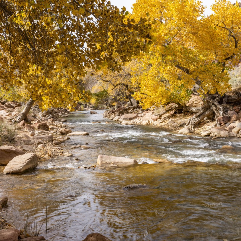 Virgin River flowing through Zion National Park in autumn, , Utah, USA