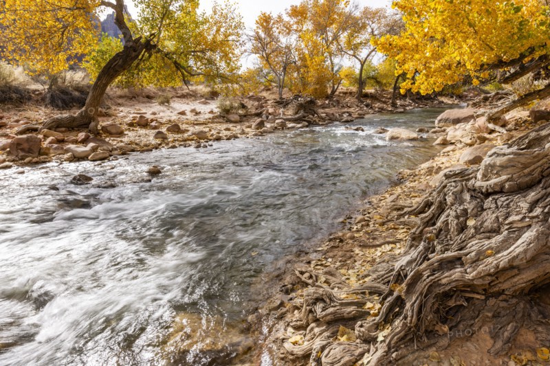 Virgin River flowing through Zion National Park in autumn, , Utah, USA