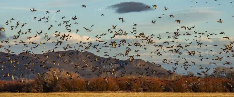Migrating mallard duck in flight over fields and hills at sunset, Bellevue, Idaho, USA