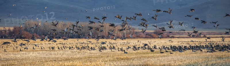 Migrating mallard duck in flight over fields, Bellevue, Idaho, USA