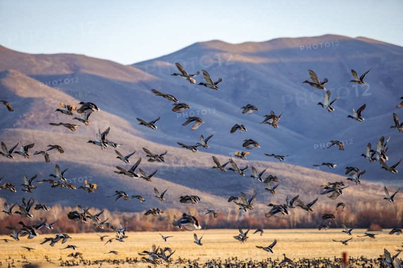 Migrating mallard duck in flight over fields, Bellevue, Idaho, USA