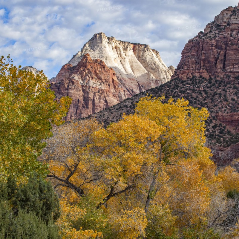 Cliffs and trees in Zion National Park in autumn, , Utah, USA