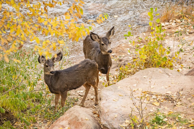 Mule deer standing near Virgin River in Zion National Park, , Utah, USA