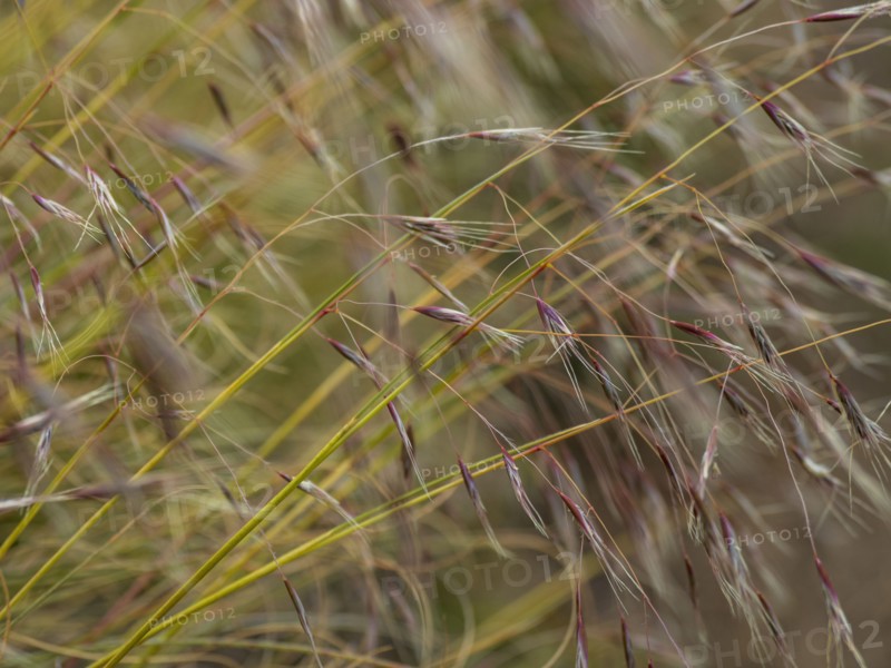 Close-up of tall grass in meadow, Te Anau, Fiordland, New Zealand
