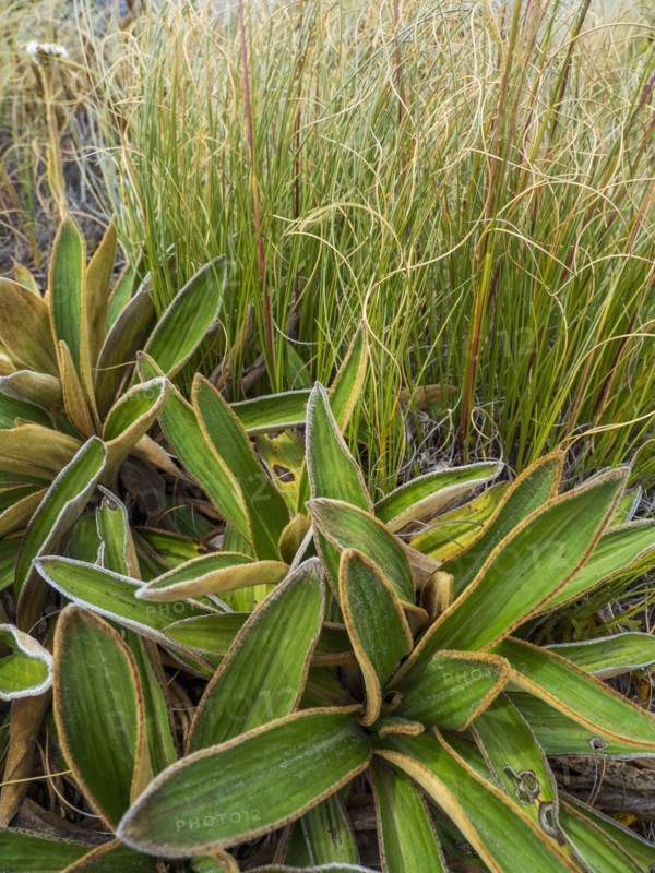 Close-up of green plants growing in Fiordland National Park, Te Anau, Fiordland, New Zealand
