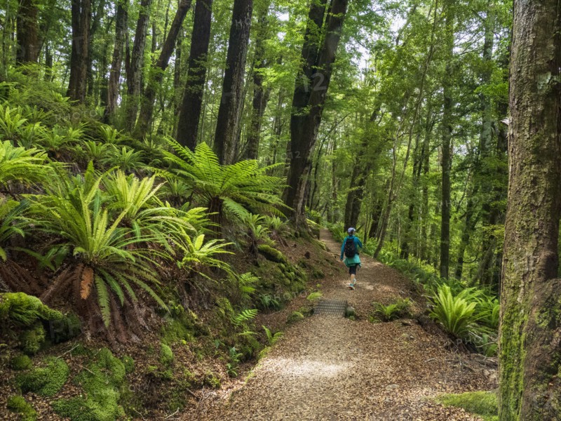 Rear view of hiker on footpath in forest in Fiordland National Park, Te Anau, Fiordland, New Zealand