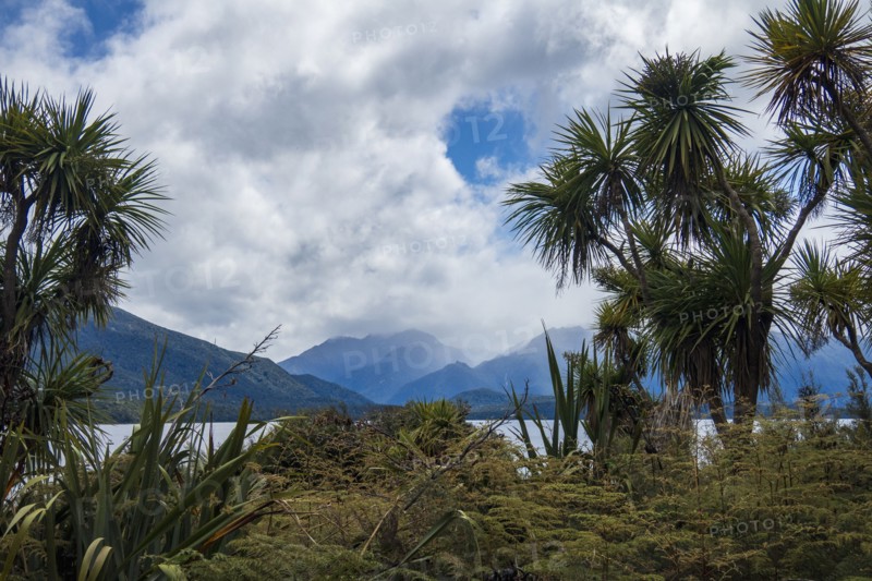 Plants growing near fjord surrounded with mountains in Fiordland National Park, Te Anau, Fiordland, New Zealand