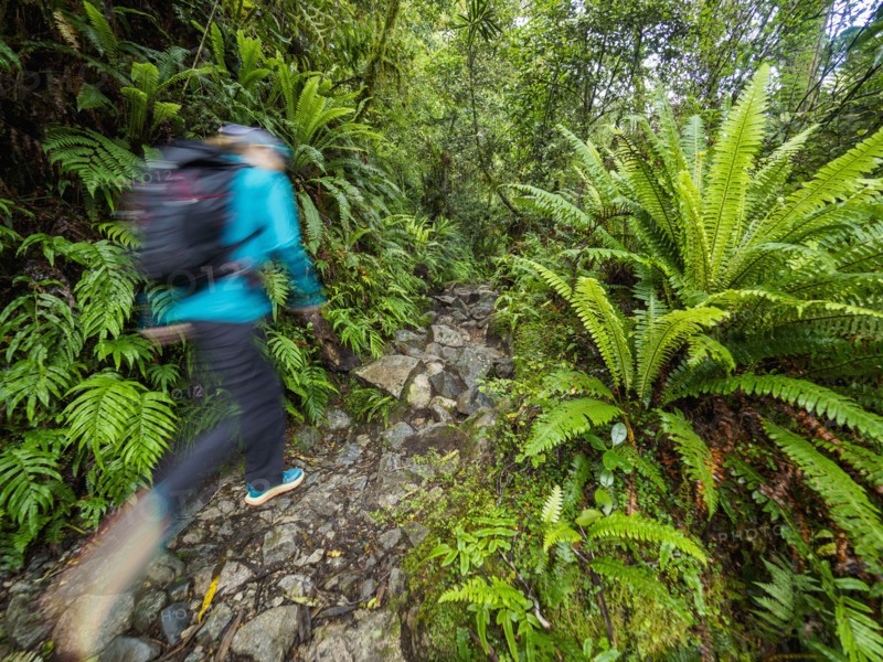 Hiker on rocky footpath in forest in Fiordland National Park, blurred motion, Te Anau, Fiordland, New Zealand