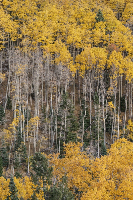 Usa, New Mexico, Santa Fe, Aspen trees in Fall colors in Sangre De Cristo Mountains, Santa Fe, New Mexico, USA