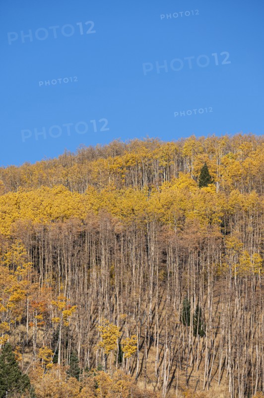 Usa, New Mexico, Santa Fe, Aspen trees in Fall colors in Sangre De Cristo Mountains, Santa Fe, New Mexico, USA
