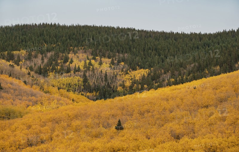 Usa, New Mexico, Santa Fe, Trees in Fall colors in Sangre De Cristo Mountains, Santa Fe, New Mexico, USA