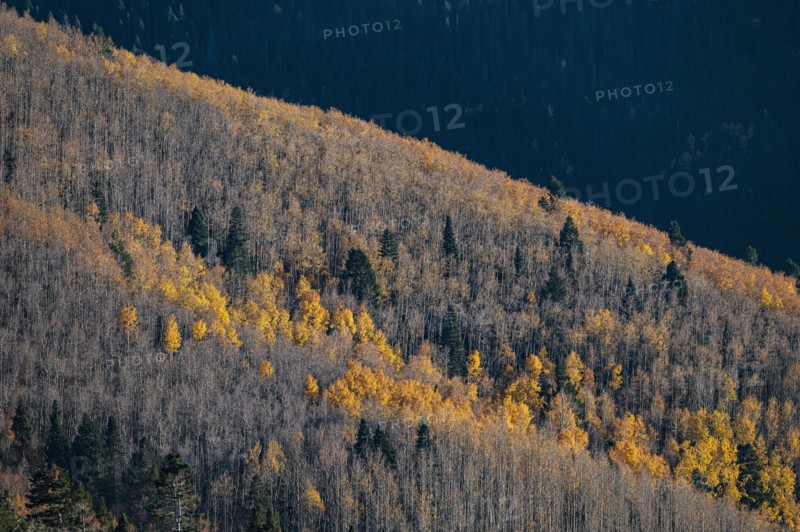 Usa, New Mexico, Santa Fe, Aspen trees in Fall colors in Sangre De Cristo Mountains, Santa Fe, New Mexico, USA
