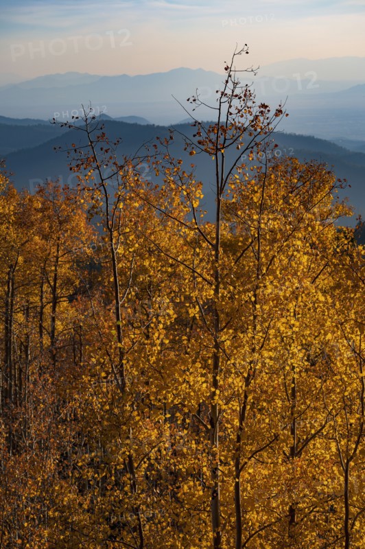 Usa, New Mexico, Santa Fe, Aspen trees in Fall colors in Sangre De Cristo Mountains, Santa Fe, New Mexico, USA