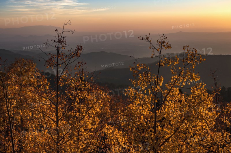Usa, New Mexico, Santa Fe, Aspen trees in Fall colors in Sangre De Cristo Mountains at sunset, Santa Fe, New Mexico, USA