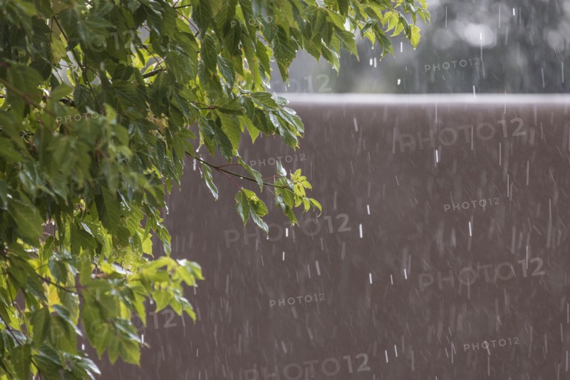 Usa, New Mexico, Santa Fe, Rain falling on leaves and adobe wall in High Desert, Santa Fe, New Mexico, USA