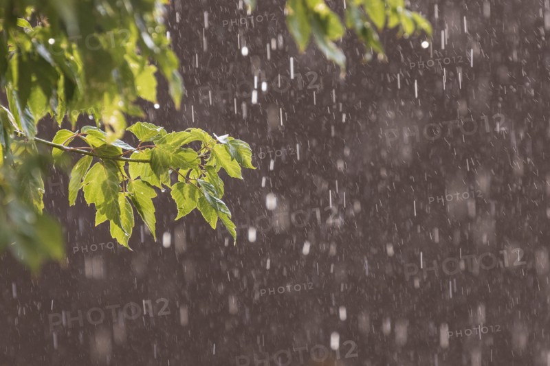 Usa, New Mexico, Santa Fe, Rain falling on leaves and adobe wall in High Desert, Santa Fe, New Mexico, USA