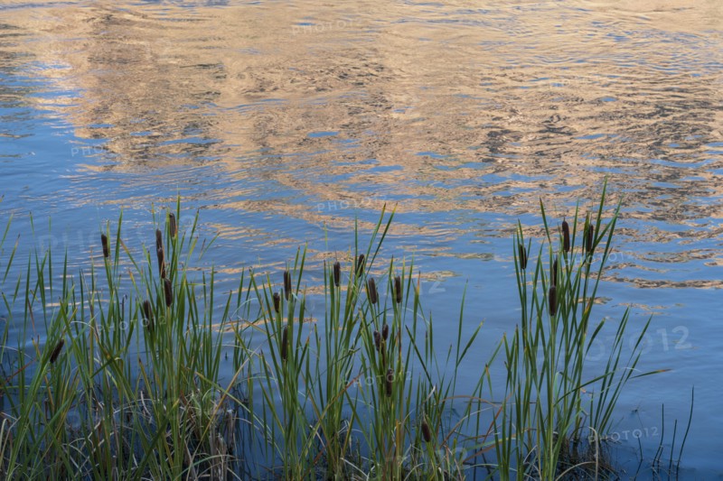 Usa, New Mexico, Abiquiu, Rio Chama, Cattails growing at Chama River , Abiquiu, New Mexico, USA
